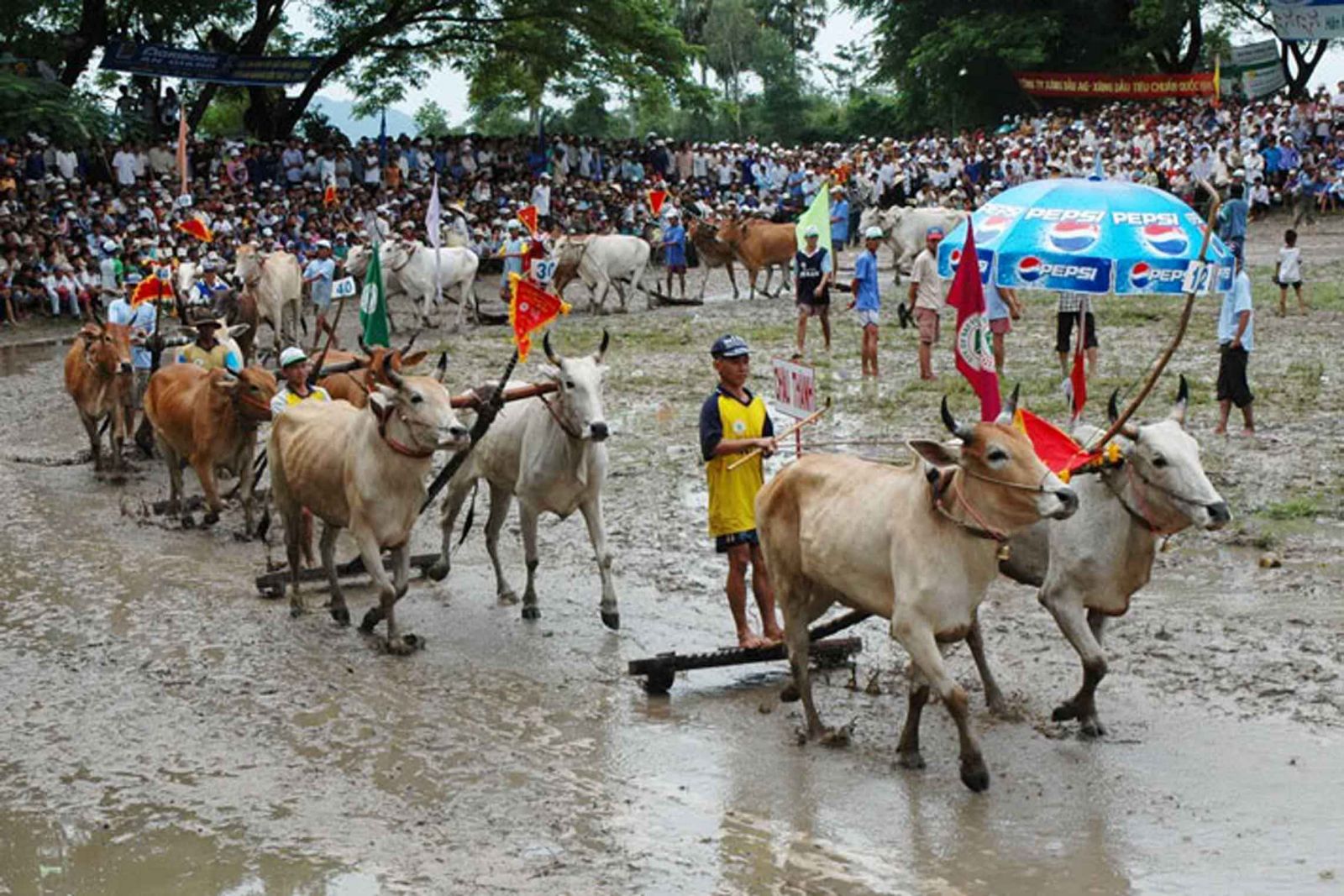 cow racing