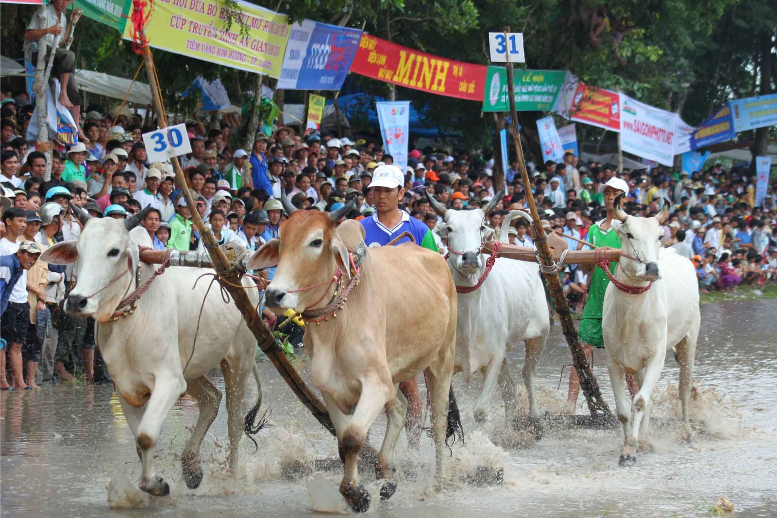 cow racing