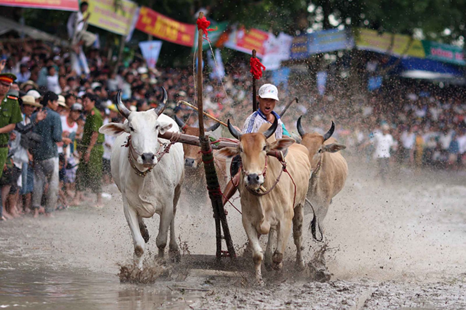 cow racing