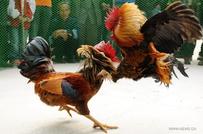 Can Tho Tour - Cockfighting - Mekong Delta Tours