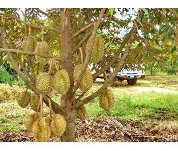 Mekong Tours - Mekong Fruits - One of the best fruits in Mekong - VI