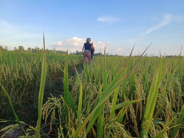 Tour 03 Ngày Ở Cần Thơ - Mekong 3 Ngày